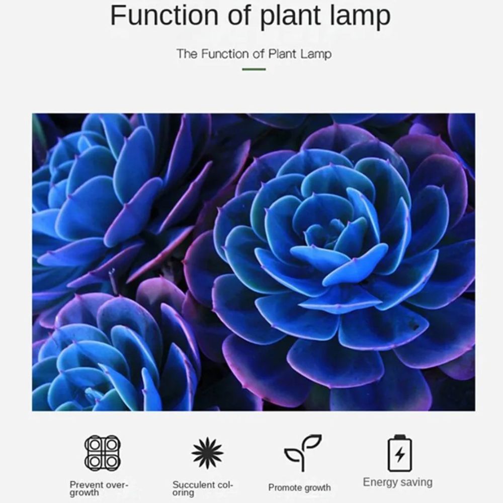 Succulentes aux teintes violettes et bleues, disposées en rosettes sur fond sombre