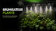 Brumisateur Plante