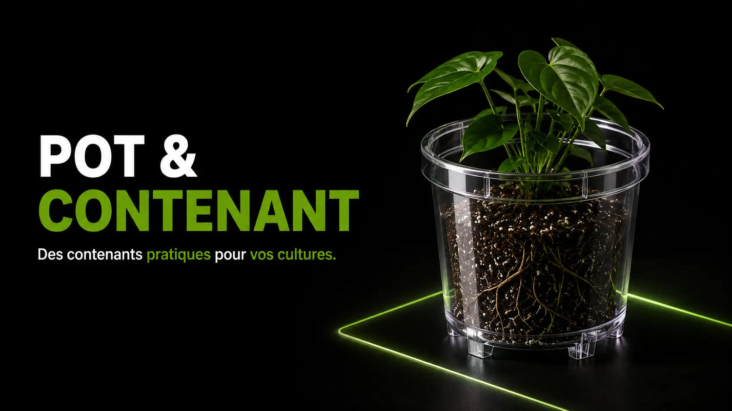 Pot transparent avec plante verte et racines visibles sur fond noir