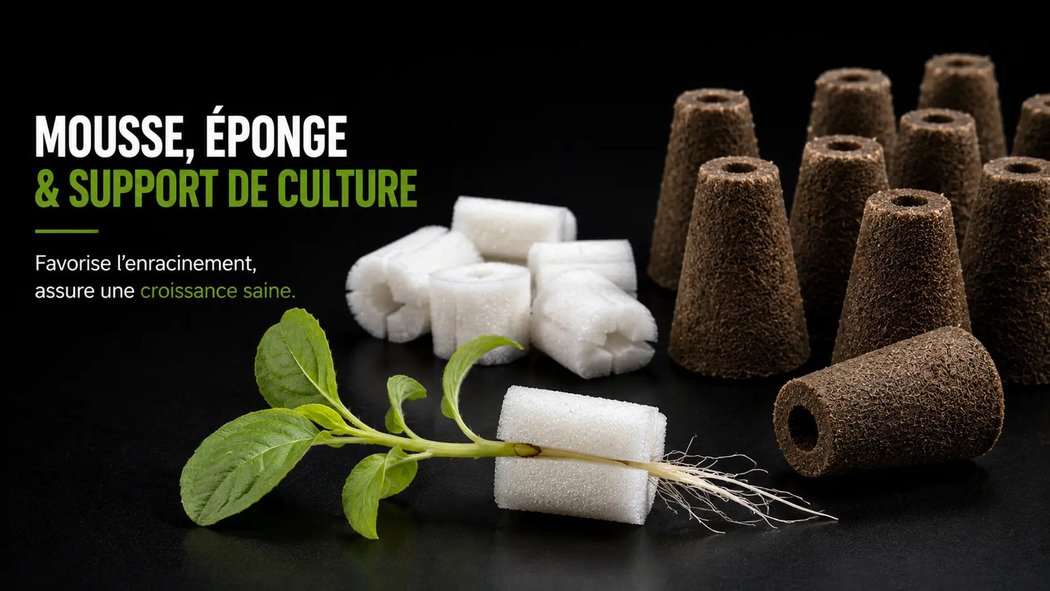 Mousse et éponge de culture avec racines et jeunes plants sur fond noir