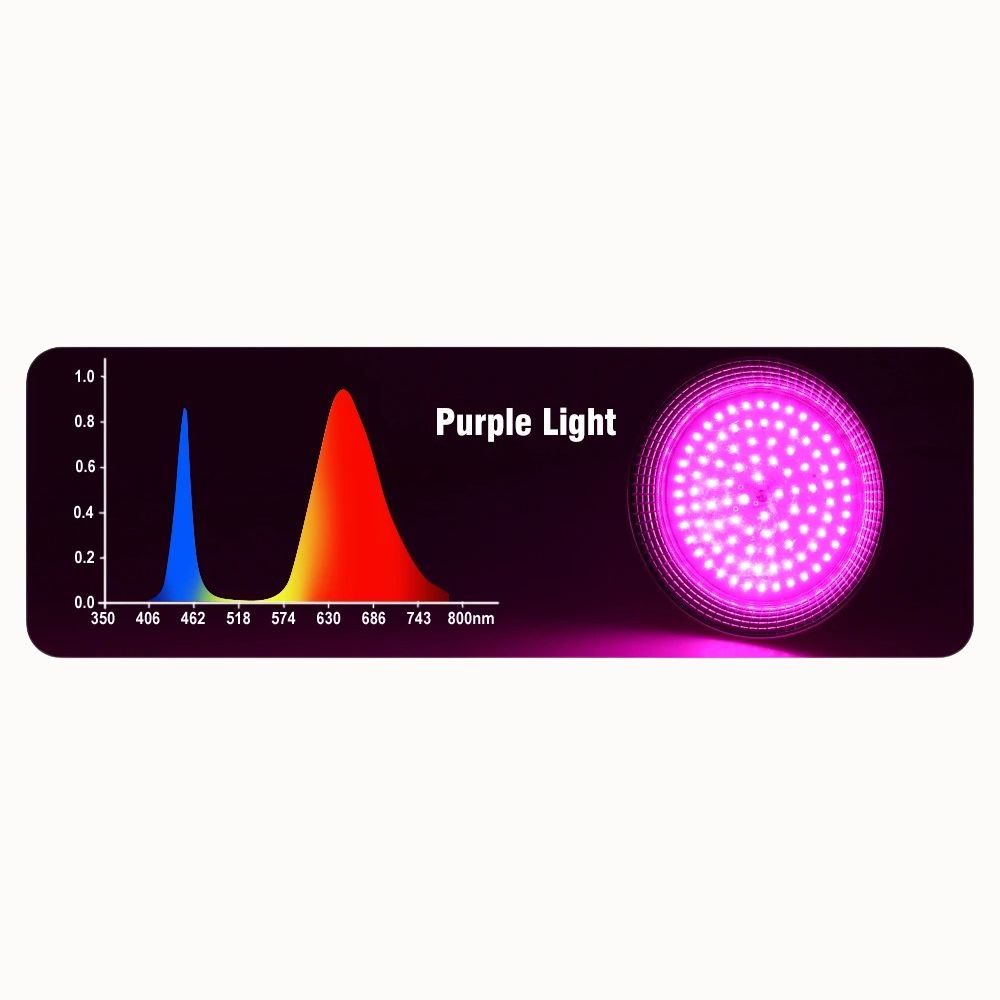 Graphique montrant des spectres lumineux avec une ampoule LED émettant une lumière violette brillante