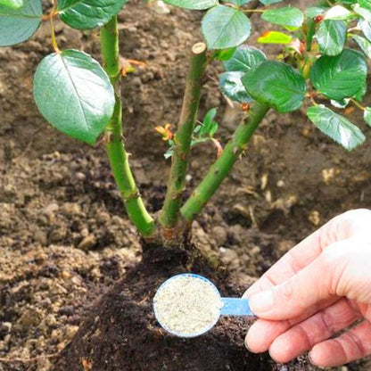 Engrais Hydroponique en Poudre : Solution d'Enracinement aux Acides Aminés