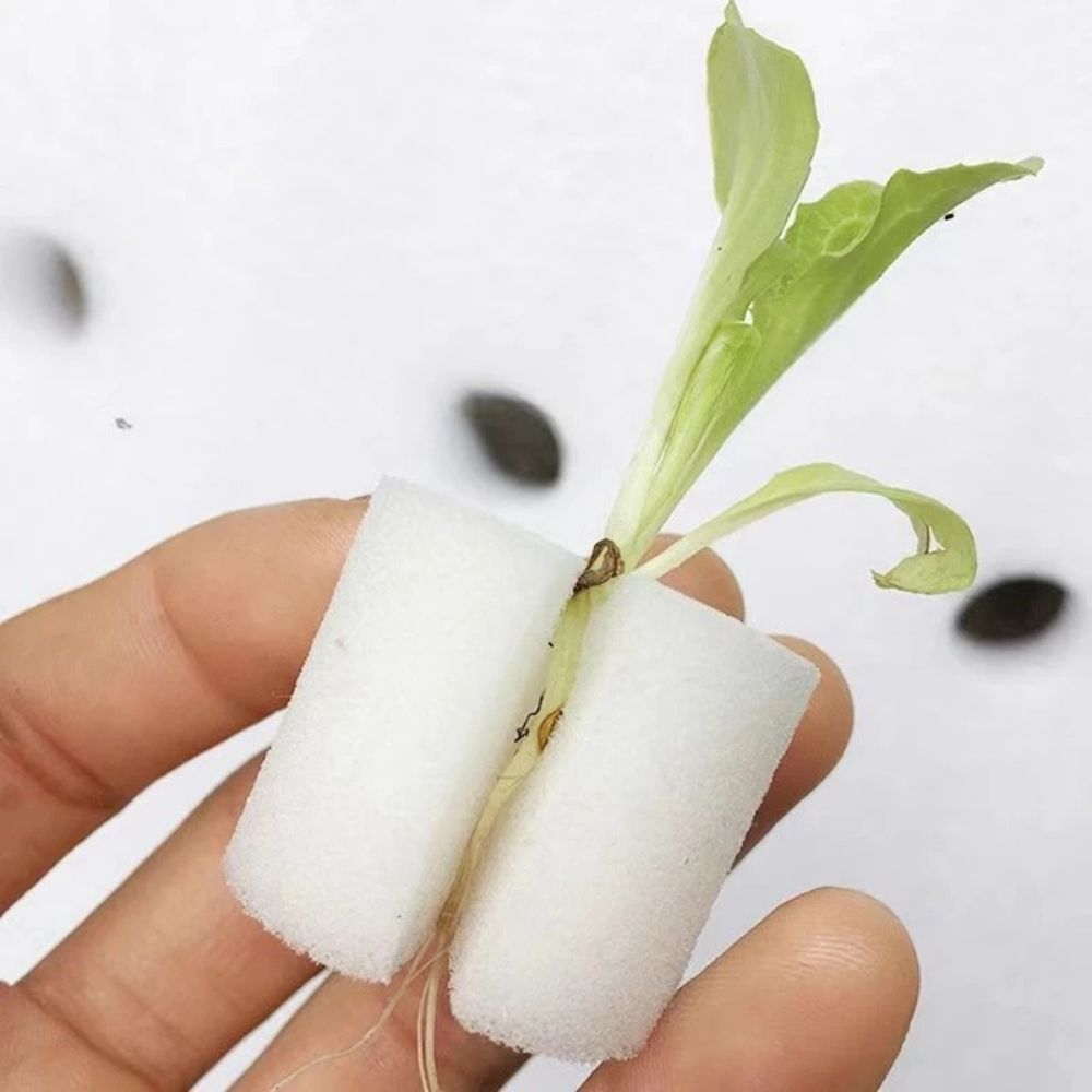 Main dans une éponge blanche avec une plante verte en croissance, fond flou et neutre