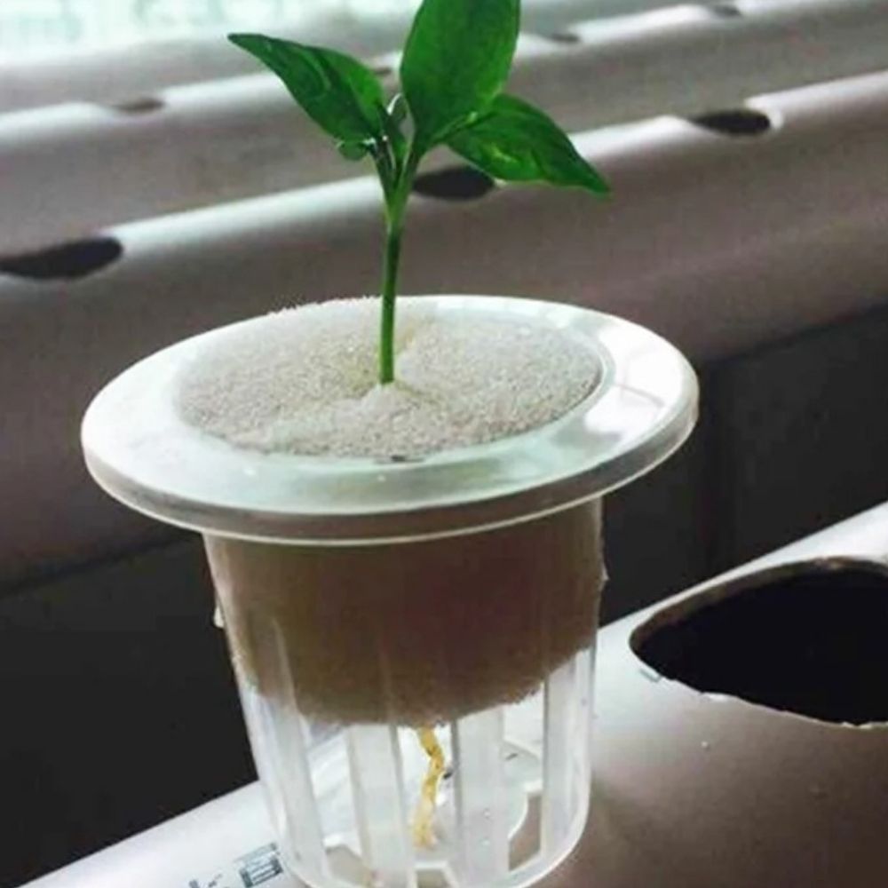 Éponge blanche avec une plante verte émergeant d'un support transparent sur un fond clair