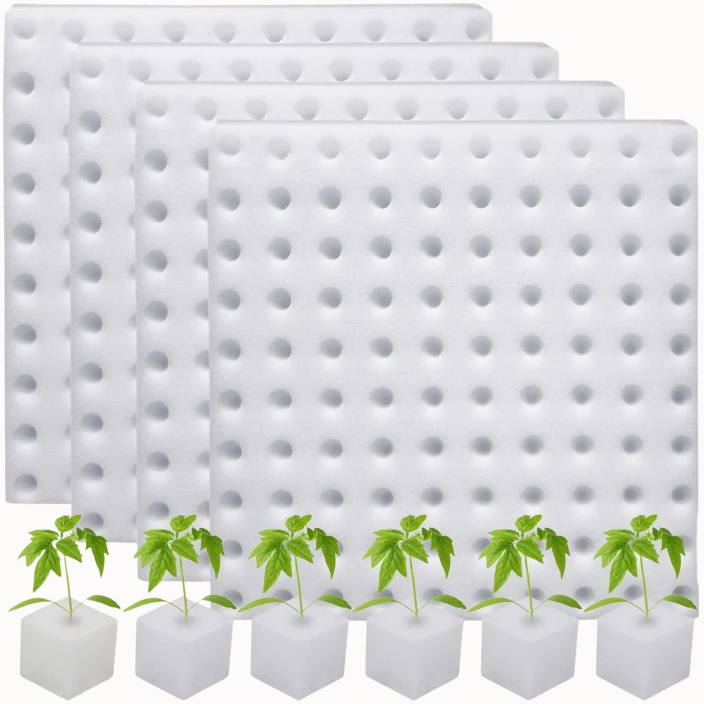 Quatre éponges blanches avec des trous, accompagnées de jeunes plants verts dans des cubes blancs