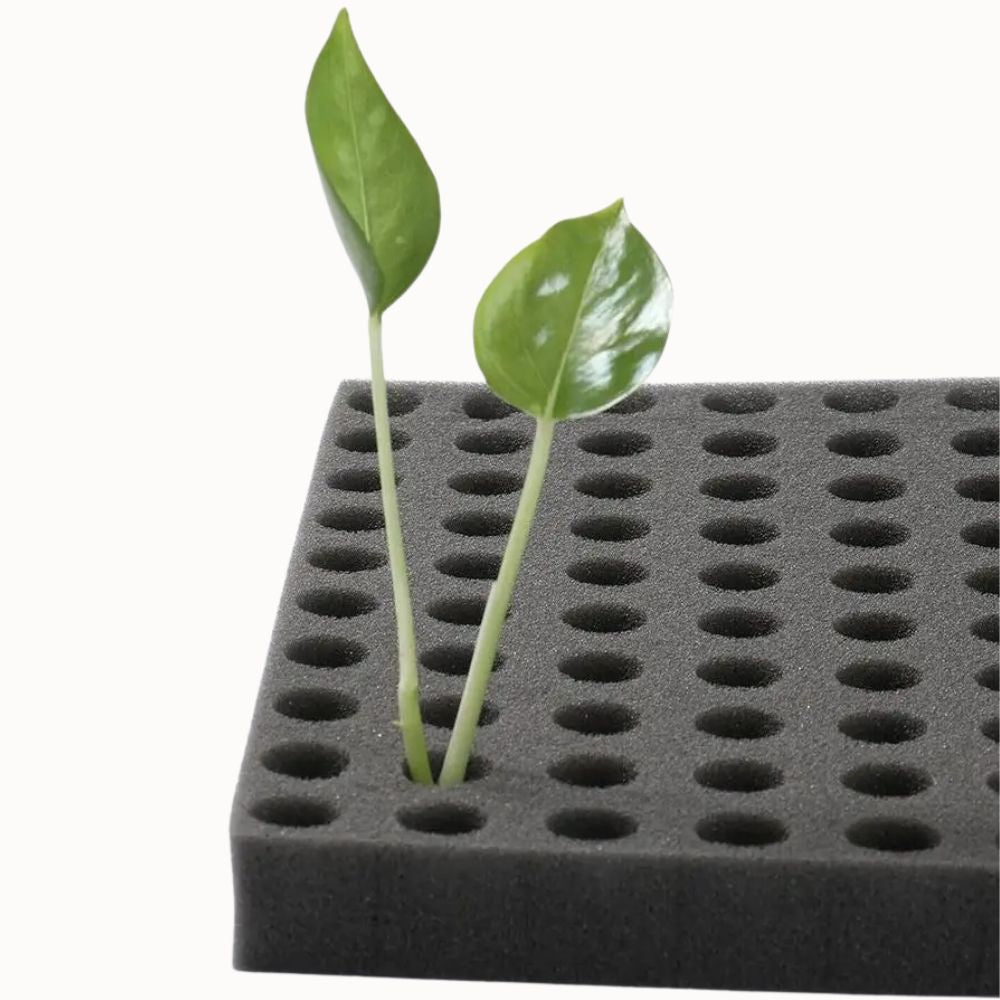 Éponge noire avec plusieurs trous, accueillant des jeunes pousses vertes de plantes hydroponiques