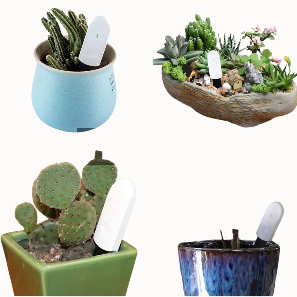Hygromètre blanc inséré dans des pots de plantes vertes et cactus aux formes variées