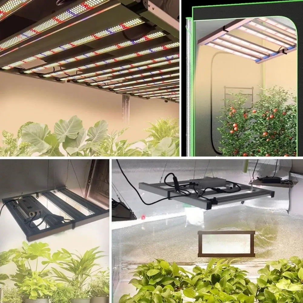 Installation de lampes LED suspendues au-dessus de plantes vertes dans un environnement de culture intérieur