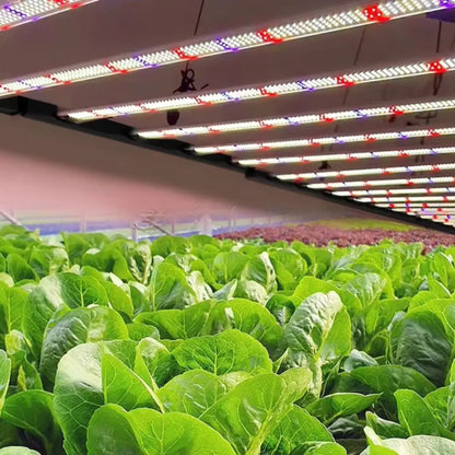 Barres LED suspendues au-dessus de rangées de laitues vertes dans une serre lumineuse