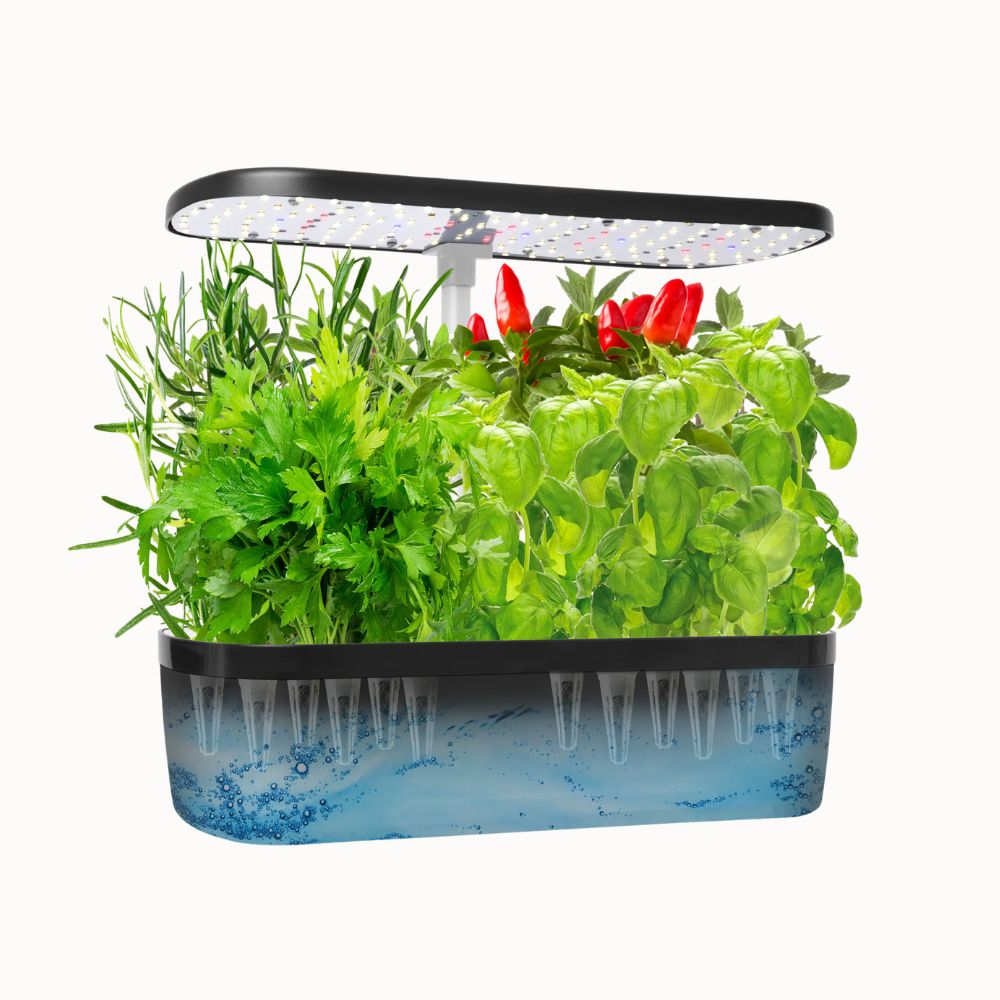Potager hydroponique avec herbes aromatiques vertes et rouges dans un bac transparent et décoratif