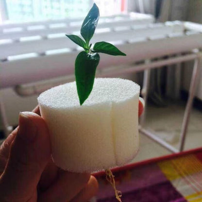 Éponge de semis blanche avec une petite plante verte, tenue dans une main, sur fond de culture hydroponique
