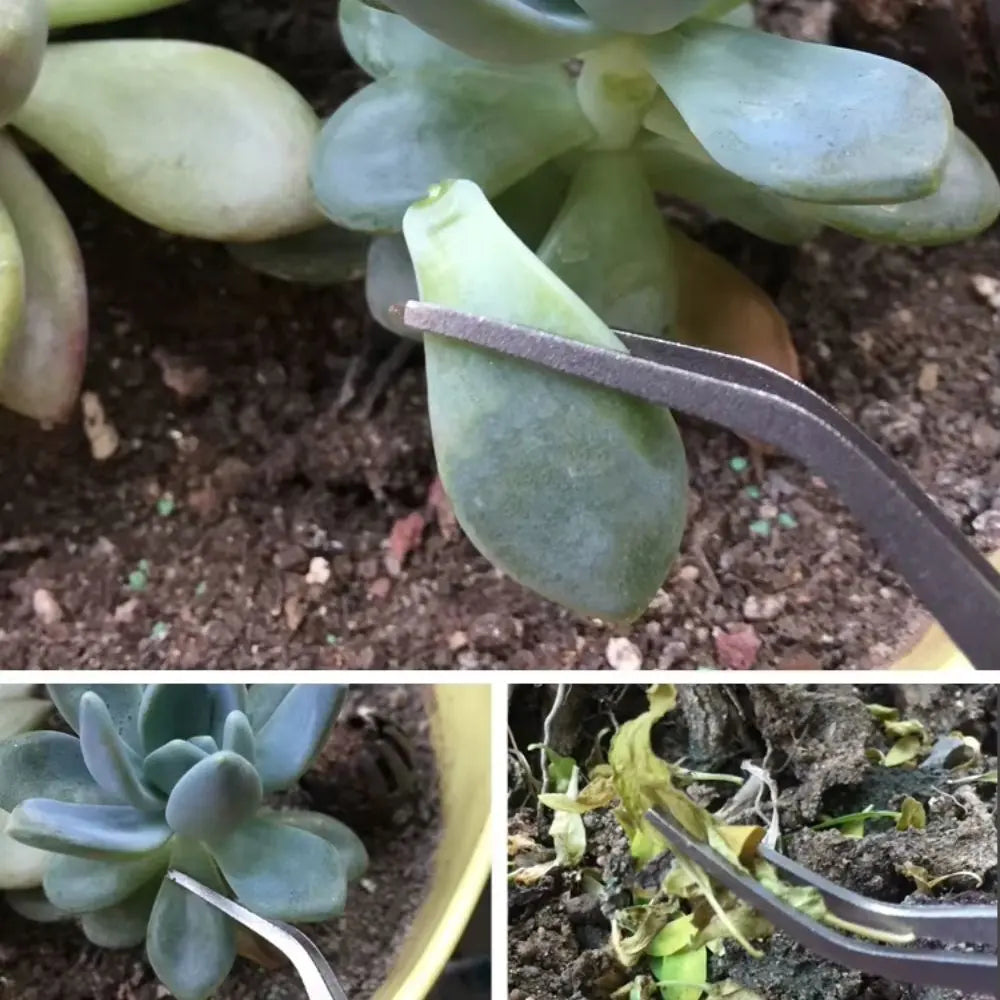Des succulentes aux feuilles vertes, avec une pelle de pressage en métal pour tasser le sol