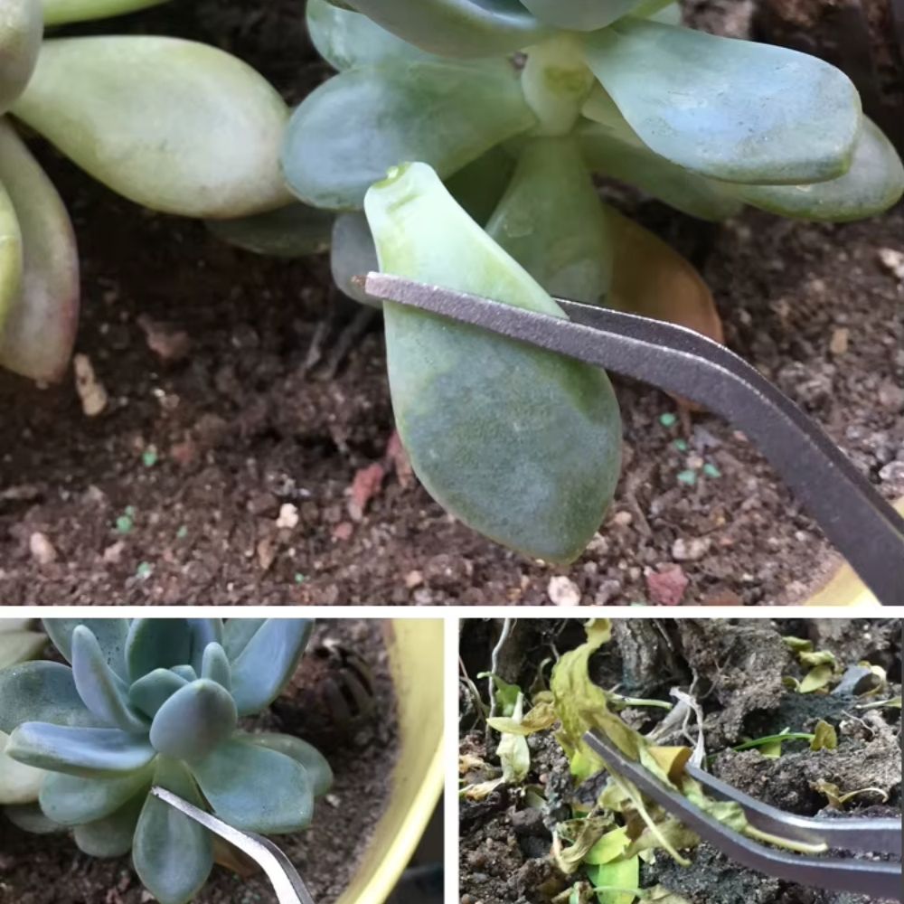 Pince coudée en métal manipulant une feuille de plante verte sur un sol terreux et humide