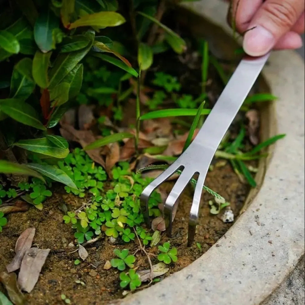 Pince en inox avec quatre dents, utilisée pour nettoyer un sol de jardin verdoyant et humide