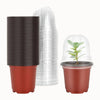 Pots de germination en plastique rouge et transparent, empilés avec une plante verte à l'intérieur
