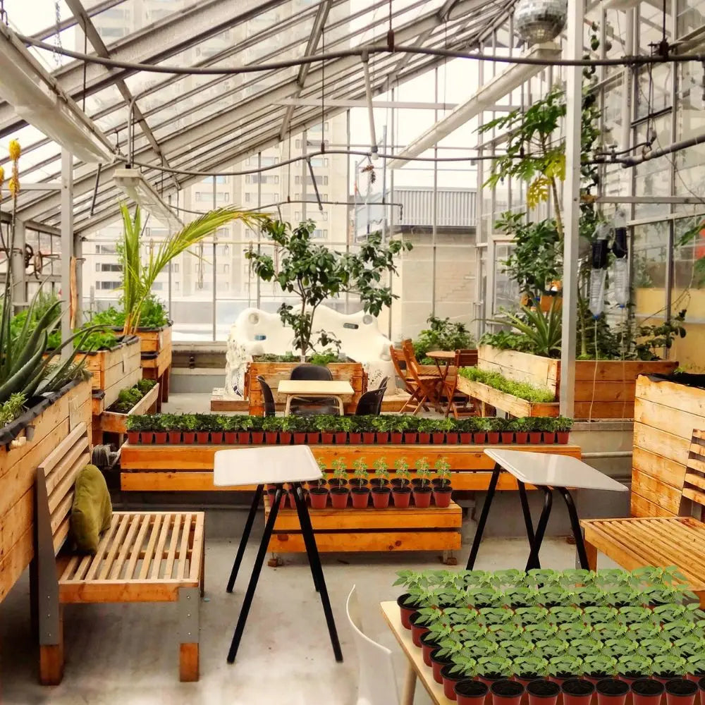 Intérieur d'une serre avec des tables en bois, des pots de plantes vertes et des bancs en bois