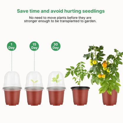 Pot de germination en plastique rouge avec couvercle transparent et plant de tomate vert avec fruits jaunes