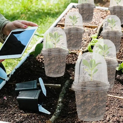 Des pots horticoles transparents avec dôme d'aération, contenant de jeunes plants sur un lit de terre