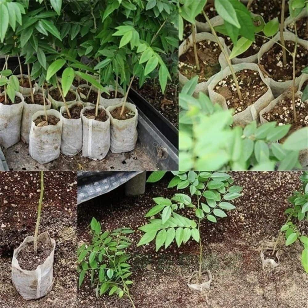 Sacs horticoles en tissu beige, contenant des plants verts, disposés sur un sol brun et terreux