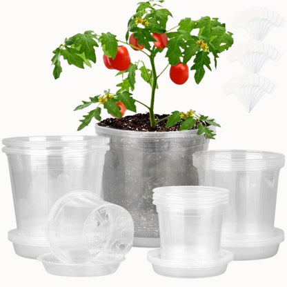 Quatre pots horticoles transparents de différentes tailles entourant une plante avec des tomates rouges