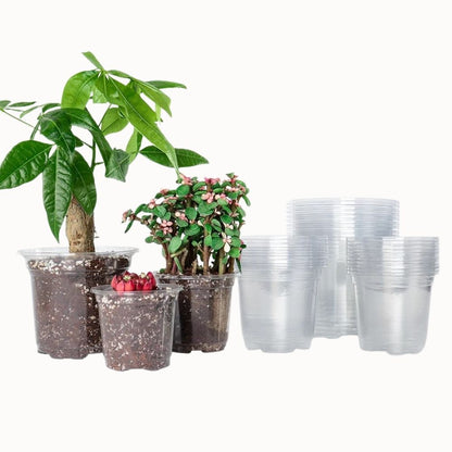 Trois pots horticoles transparents en PET avec des plantes vertes et de la terre visible à l'intérieur