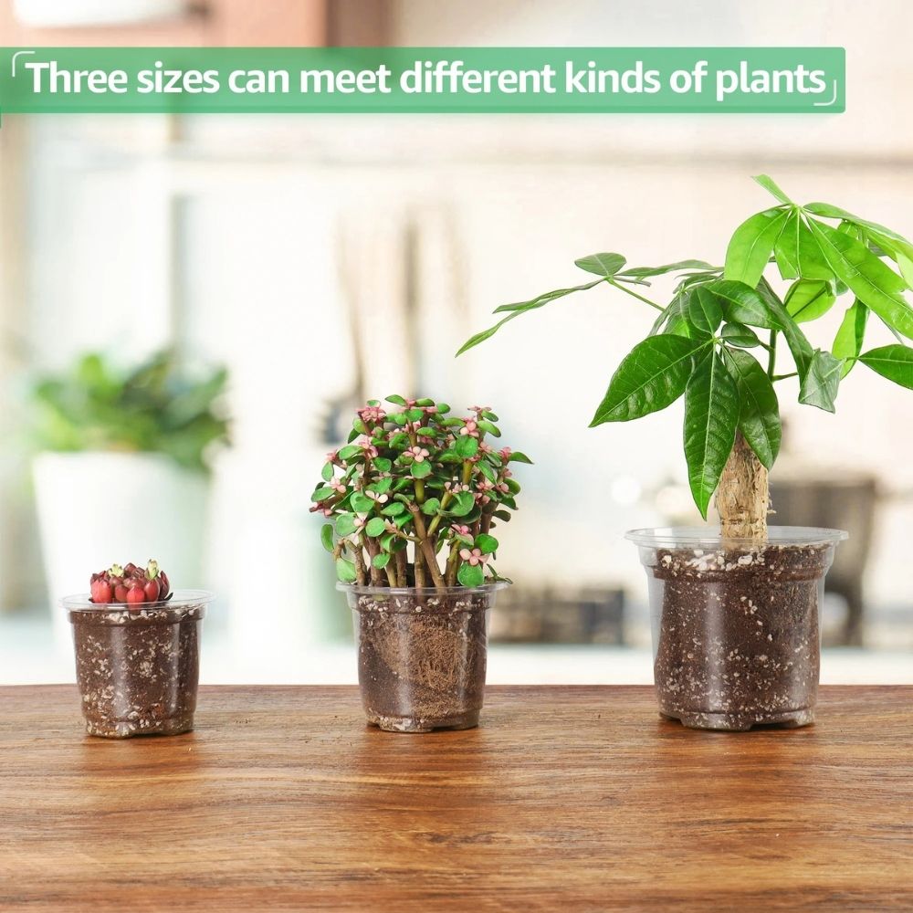 Trois pots horticoles transparents en PET, de tailles variées, sur une table en bois avec des plantes vertes