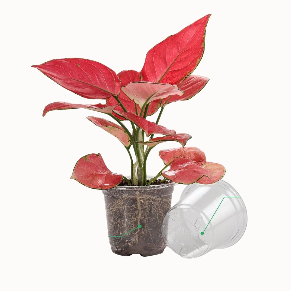 Pot horticole transparent contenant une plante aux feuilles rouges et racines visibles, posé sur un fond neutre