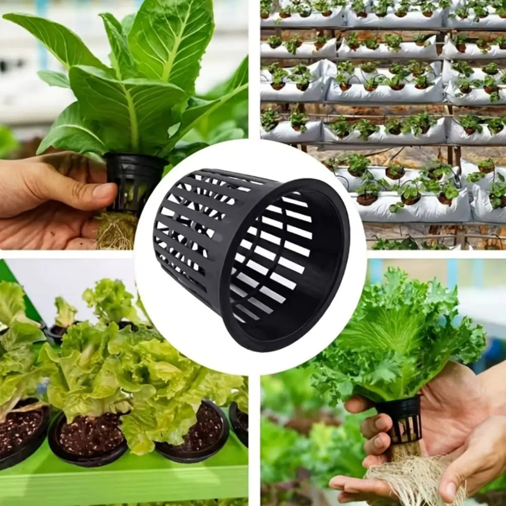Panier de culture noir en plastique avec des feuilles vertes et des racines visibles