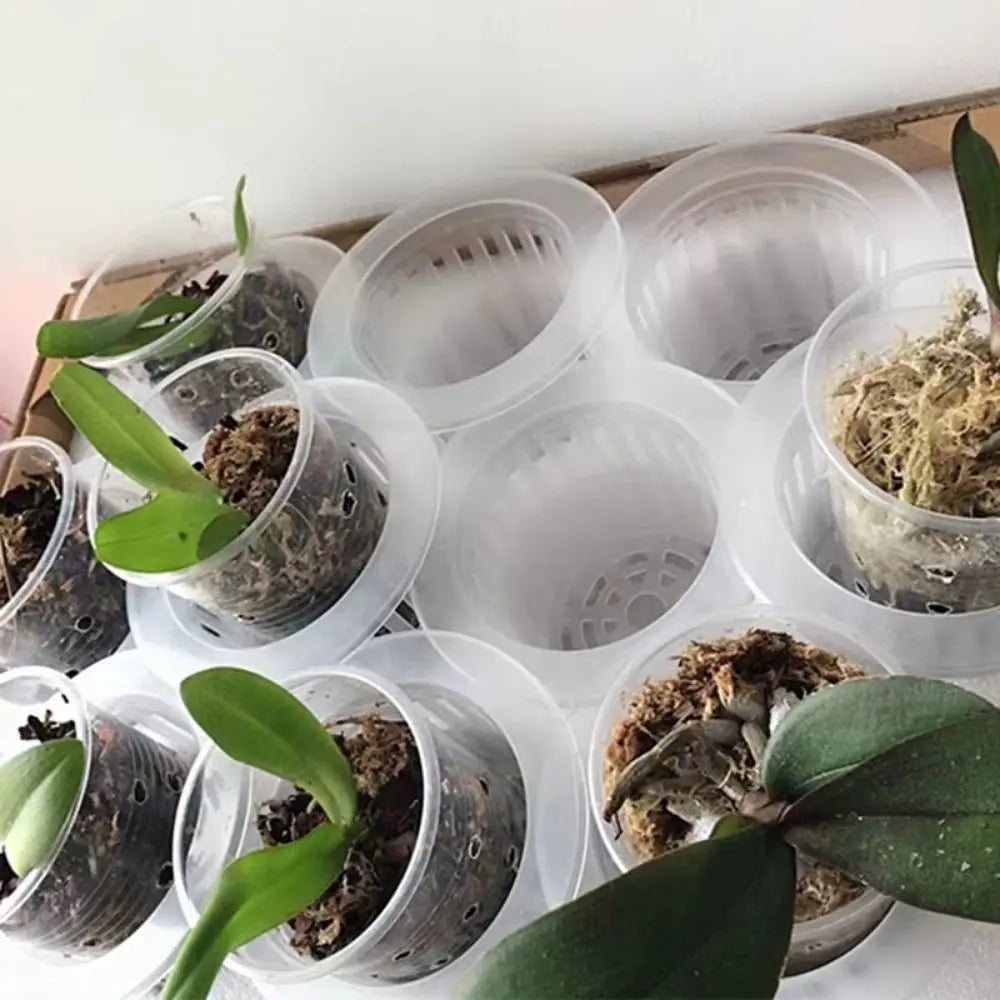 Paniers en plastique transparent avec substrat et plantes vertes, disposés sur un fond neutre