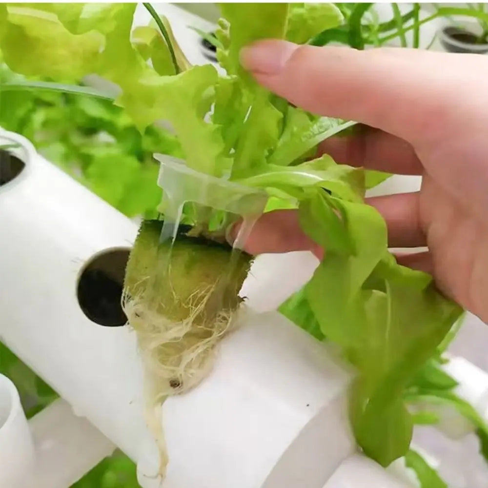 Main tenant une plante verte dans un godet hydroponique sur un support blanc avec d'autres godets visibles