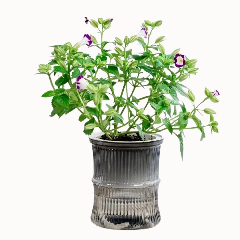 Vase en verre transparent avec une plante verte et des fleurs violettes, décoré de motifs striés