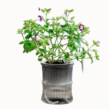 Vase en verre transparent avec une plante verte et des fleurs violettes, décoré de motifs striés