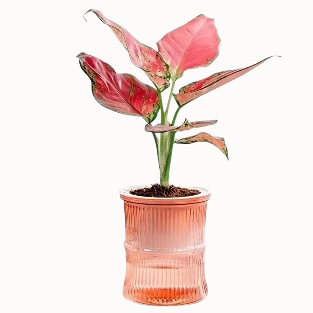 Vase en verre rose avec une plante verte aux feuilles larges et colorées, terre visible à la base