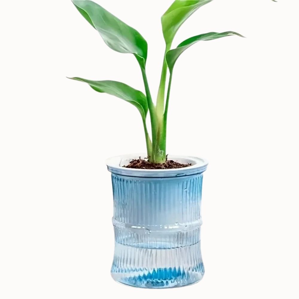Vase en verre transparent avec un motif strié, contenant une plante verte et un réservoir d'eau visible