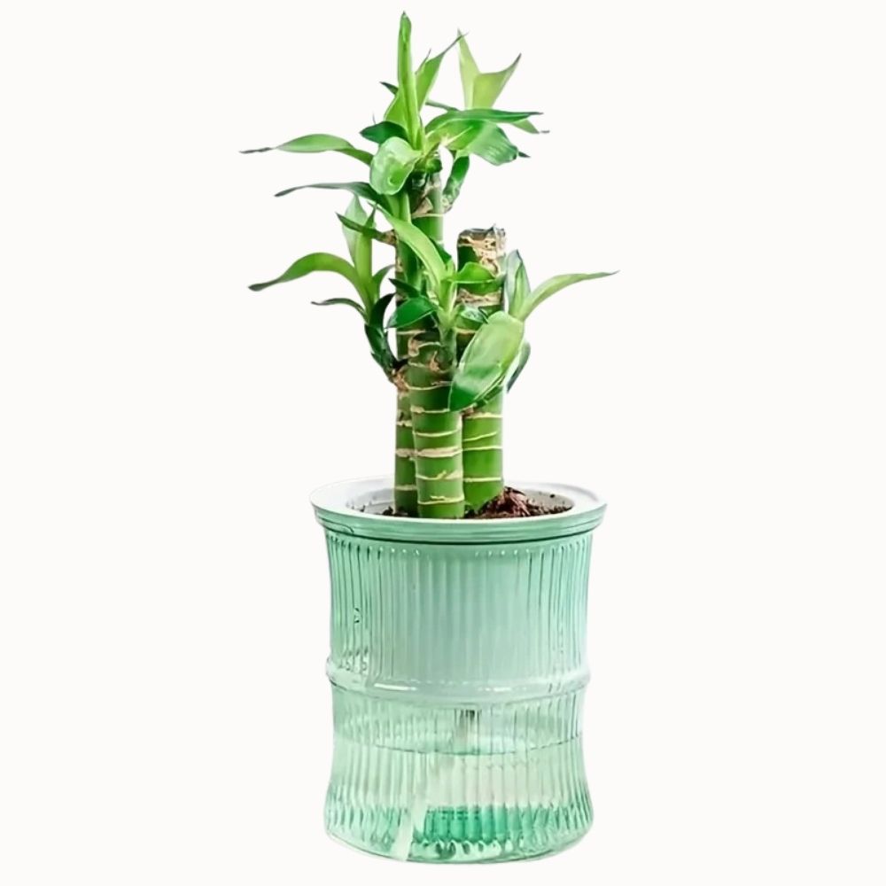 Vase en verre vert avec des bandes, contenant des tiges de plante verte bien droites