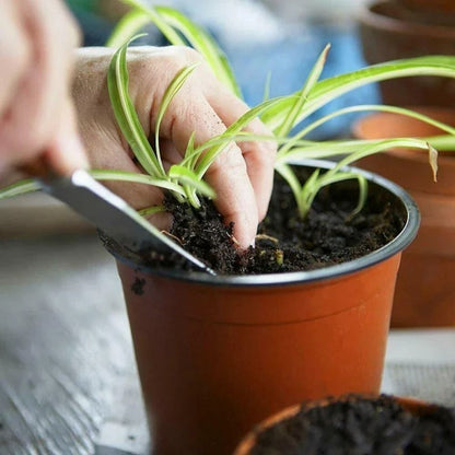 Main tenant une plante verte dans un godet de culture en plastique souple rempli de terre noire