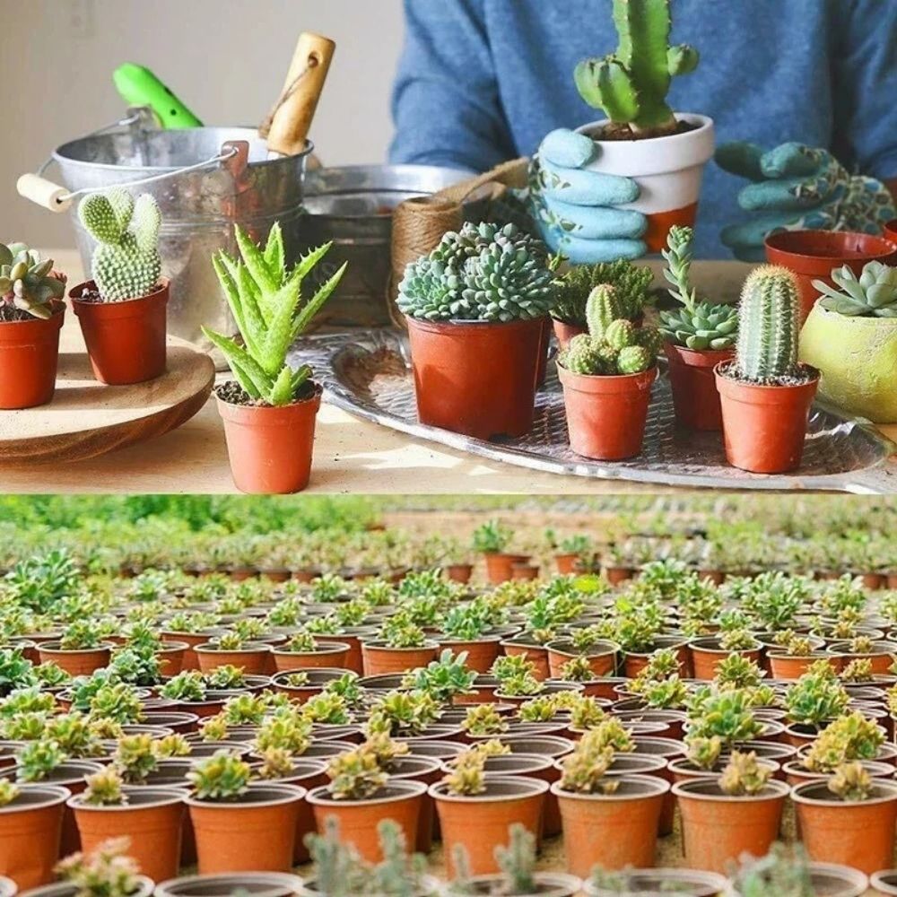 Des pots en plastique souple contenant des plantes grasses et des cactus sur une table en bois