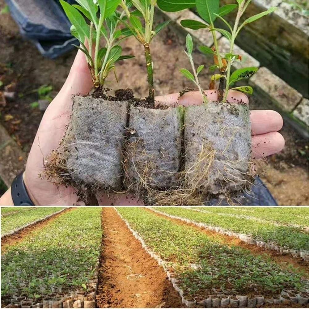 Main dans un pot horticole avec jeunes plants, terre humide et racines visibles, champ en arrière-plan