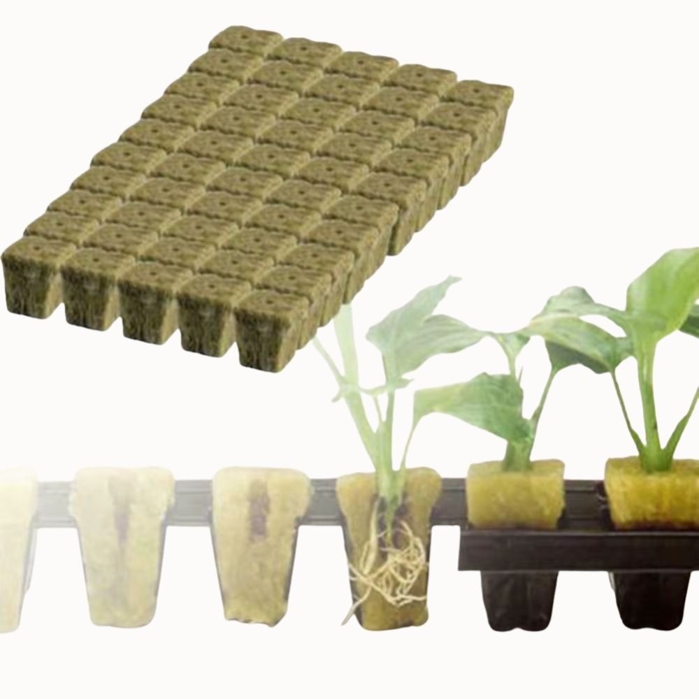 Cubes de laine de roche de couleur beige disposés en grille avec des racines de plantes vertes
